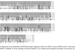Signal Transduction Pathways Worksheet together with Claudin 13 A Member Of the Claudin Family Regulated In Mouse Stress