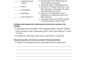 Skills Worksheet Active Reading Answer Key as Well as Unique Transcription and Translation Worksheet Answers New Rna and