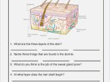 Skin and Temperature Control Worksheet Answers Also Gemütlich Anatomy and Physiology Skin Worksheet Galerie
