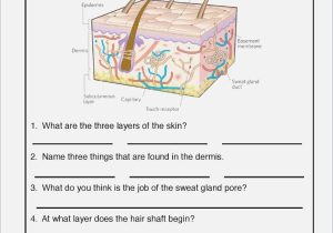 Skin and Temperature Control Worksheet Answers Also Gemütlich Anatomy and Physiology Skin Worksheet Galerie