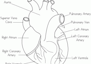 Skin Diagram Coloring and Labeling Worksheet Along with Free Parts Of the Heart Worksheets