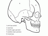 Skin Diagram Coloring and Labeling Worksheet as Well as Awesome Anatomy Skull Science