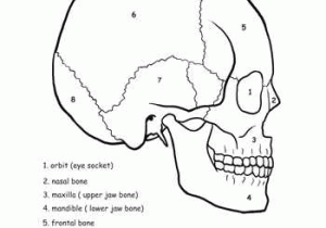 Skin Diagram Coloring and Labeling Worksheet as Well as Awesome Anatomy Skull Science
