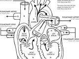 Skin Diagram Coloring and Labeling Worksheet or 54 Best Human Body Images On Pinterest