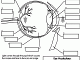 Skin Diagram Coloring and Labeling Worksheet or Human Eye Coloring Page with Labeling From Crayola