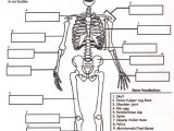 Skull Labeling Worksheet Along with Skeleton Diagram Worksheet New Human Skeleton Ks2 Worksheet