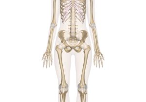 Skull Labeling Worksheet Also Human Bone Diagram Download Muscular System Diagram Drawing Skeletal