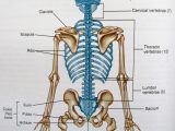 Skull Labeling Worksheet as Well as Skeleton Diagram Worksheet Best Rib Diagram Newest Axial Skeleton