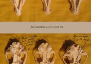 Skull Labeling Worksheet or 62 Best Figure Anatomy Images On Pinterest