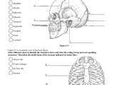 Skull Labeling Worksheet or Skeleton Diagram with Labels Inspirational Charmant Human Anatomy