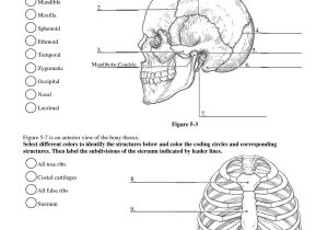 Skull Labeling Worksheet or Skeleton Diagram with Labels Inspirational Charmant Human Anatomy