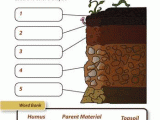 Soil formation Worksheet together with soil Layers