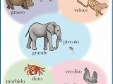 Spanish Alphabet Worksheets or Italian Opposites Poster Pinterest