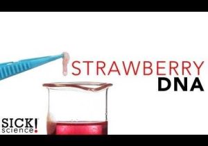 Strawberry Dna Extraction Lab Worksheet or How to Extract Dna From A Strawberry with Basic Kitchen Items