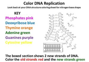 Structure Of Dna and Replication Worksheet Answers and Lovely Dna Replication Worksheet Answers Beautiful Dna
