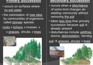Succession Worksheet Answers with Worksheets 47 Unique Ecological Succession Worksheet Answers High
