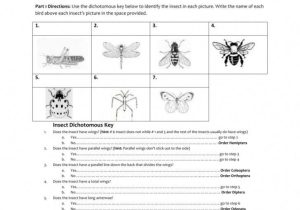 Taxonomy Worksheet Biology Answers and Taxonomy Worksheet Biology Answers New Here S A Dichotomous Key