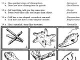 Taxonomy Worksheet Biology Answers as Well as 14 Best Dichotomous Key Images On Pinterest