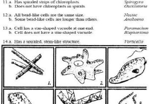 Taxonomy Worksheet Biology Answers as Well as 14 Best Dichotomous Key Images On Pinterest