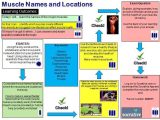 Taxonomy Worksheet Biology Answers or 309 Best solo Taxonomy Heath Pe Images On Pinterest