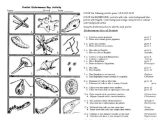 Taxonomy Worksheet Biology Answers or Protist Dichotomous Key Worksheet Activity