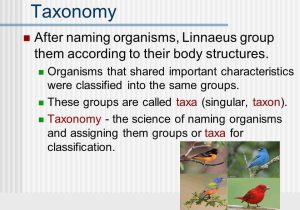 Taxonomy Worksheet Biology Answers together with 33 New Taxonomy Worksheet Biology Answers
