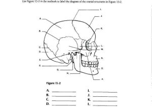 Teachers Curriculum Institute Worksheet Answers together with Großartig Anatomy and Physiology 1 Worksheet for Tissue Types