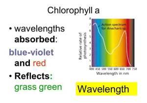 The Absorption Of Chlorophyll Worksheet Answers and Using Light to Make Food Ppt