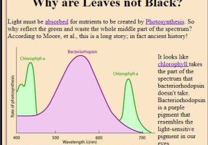The Absorption Of Chlorophyll Worksheet Answers and why are Leaves Green What Part Of the Spectrum Do they Adsorb