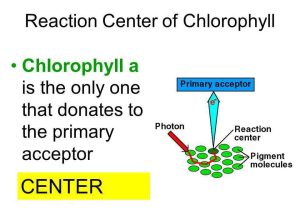 The Absorption Of Chlorophyll Worksheet Answers as Well as Using Light to Make Food Ppt