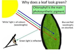 The Absorption Of Chlorophyll Worksheet Answers or 16 Best Synthesis Images On Pinterest