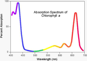 The Absorption Of Chlorophyll Worksheet Answers with Chem 125 Experiment Ii