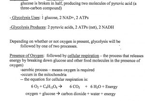 The Absorption Of Light by Photosynthetic Pigments Worksheet Answers together with Synthesis Starts with Worksheet Answers 28d8ed312a9b Battk