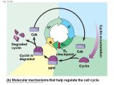 The Amoeba Sisters the Cell Cycle and Cancer Video Worksheet Also Chapter 12 the Cell Cycle Overview the Key