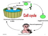 The Amoeba Sisters the Cell Cycle and Cancer Video Worksheet or Breast Cancer Online Presentation