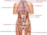 The Anatomy Of A Synapse Worksheet Answers Along with Human Anatomy torso Diagram Human Anatomy Back organs Huma