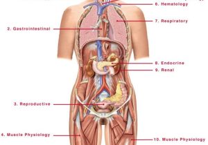 The Anatomy Of A Synapse Worksheet Answers Along with Human Anatomy torso Diagram Human Anatomy Back organs Huma