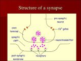 The Anatomy Of A Synapse Worksheet Answers and Nerve Centers Synaptic and Junctional Transmission Central
