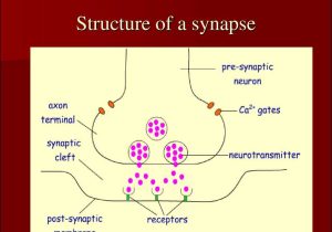 The Anatomy Of A Synapse Worksheet Answers and Nerve Centers Synaptic and Junctional Transmission Central