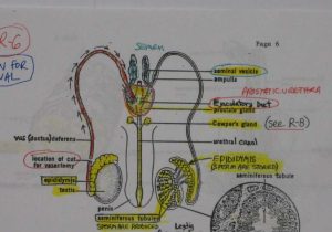 The Anatomy Of A Synapse Worksheet Answers together with Anatomy