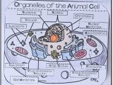 The Animal Cell Worksheet Along with 107 Best Cells Images On Pinterest