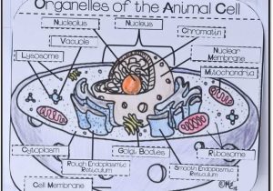 The Animal Cell Worksheet Along with 107 Best Cells Images On Pinterest