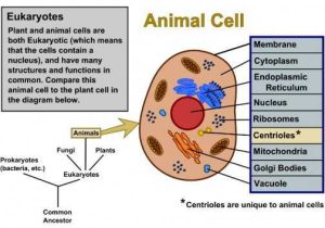 The Animal Cell Worksheet Along with Animal Cells Drawing at Getdrawings