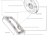 The Animal Cell Worksheet Also Worksheets 48 Awesome Cell organelles Worksheet Hi Res Wallpaper