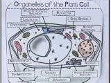 The Animal Cell Worksheet as Well as 25 Of Animal Cell Cut Out Template