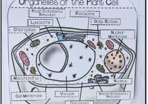 The Animal Cell Worksheet as Well as 25 Of Animal Cell Cut Out Template