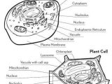 The Animal Cell Worksheet as Well as Animal Cell Coloring Page Awesome 18 Best Animal and Plant Cells