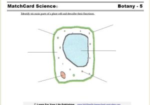 The Animal Cell Worksheet as Well as Plant Cell Diagram