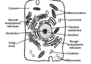 The Animal Cell Worksheet as Well as Plant Cell Drawing at Getdrawings