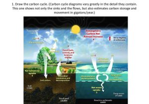 The Carbon Cycle Worksheet Answers Along with Carbon Cycling Online Presentation